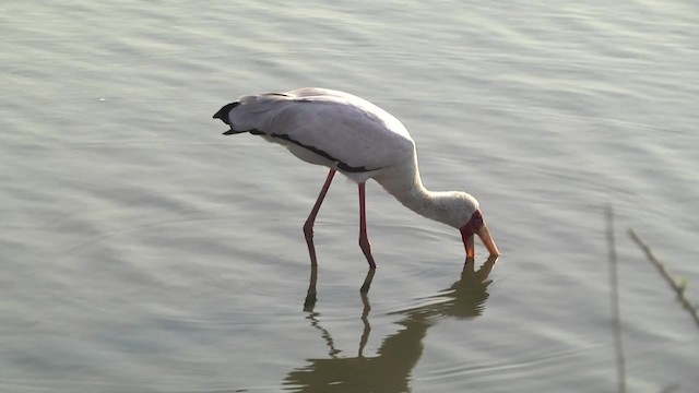 Yellow-billed Stork - ML201851791