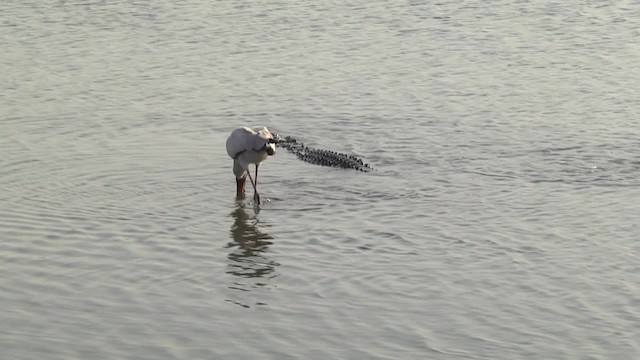 Yellow-billed Stork - ML201851811