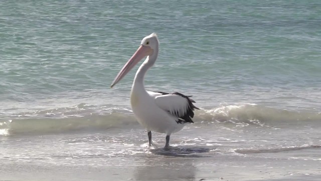 Australian Pelican - ML201851831