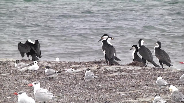 Pied Cormorant - ML201851841