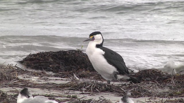 Cormoran varié - ML201851851