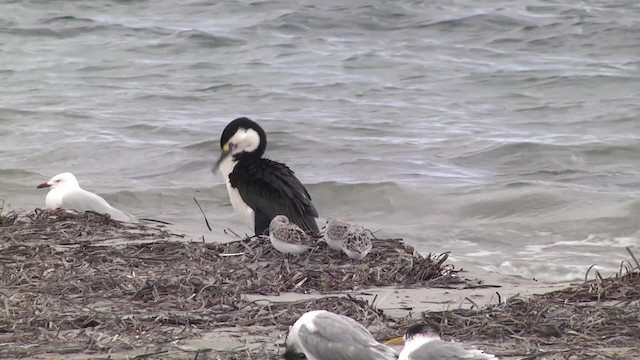 Cormoran varié - ML201851861