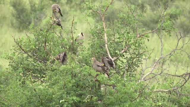 Wattled Starling - ML201851901