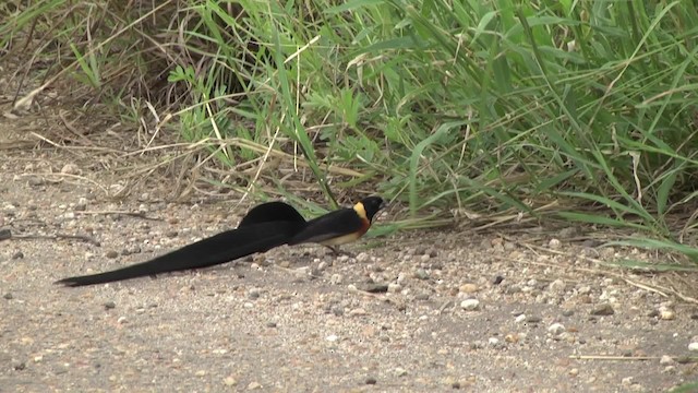 Eastern Paradise-Whydah - ML201851931