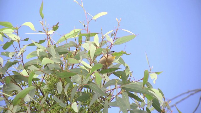 Pardalote Moteado (punctatus) - ML201851961