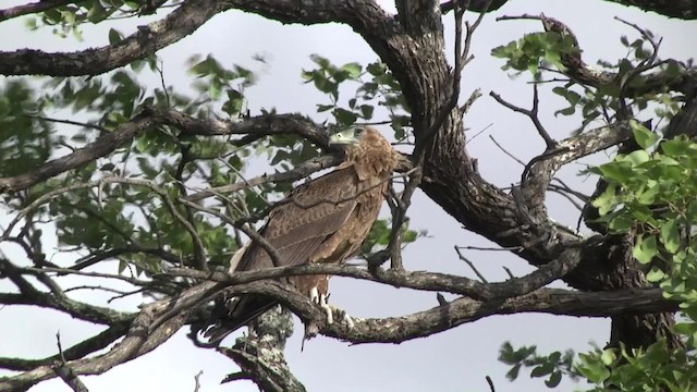 Bateleur des savanes - ML201851991