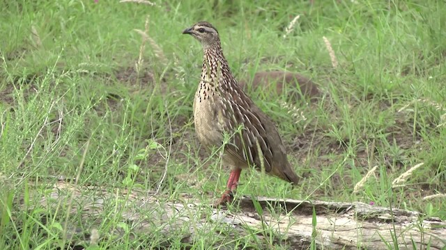 Crested Francolin (Crested) - ML201852001