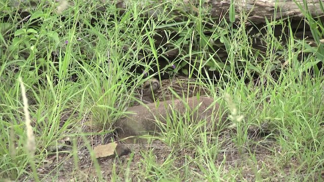 Crested Francolin (Crested) - ML201852011