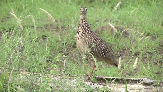 Crested Francolin (Crested) - ML201852021