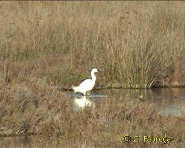 Little Egret (Western) - ML201852141