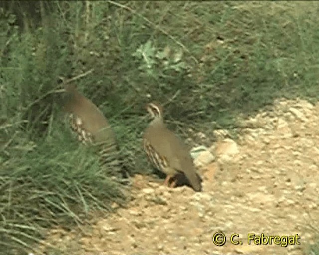 Red-legged Partridge - ML201852161