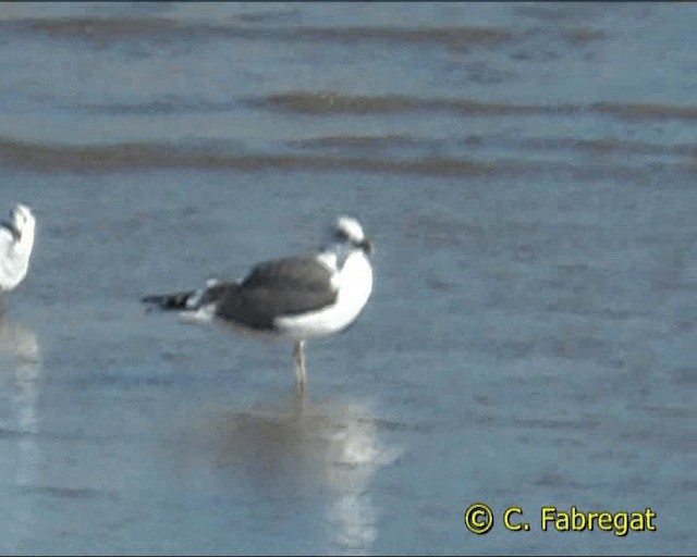Lesser Black-backed Gull (graellsii) - ML201852301