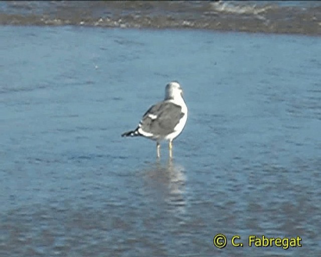 Lesser Black-backed Gull (graellsii) - ML201852311