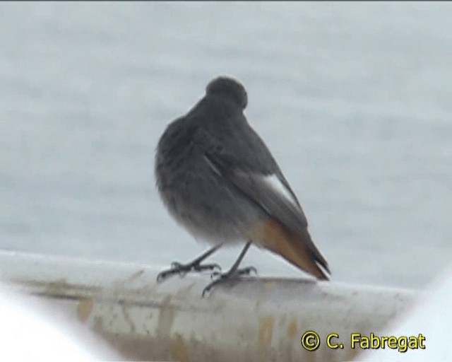 Colirrojo Tizón (gibraltariensis/aterrimus) - ML201852361