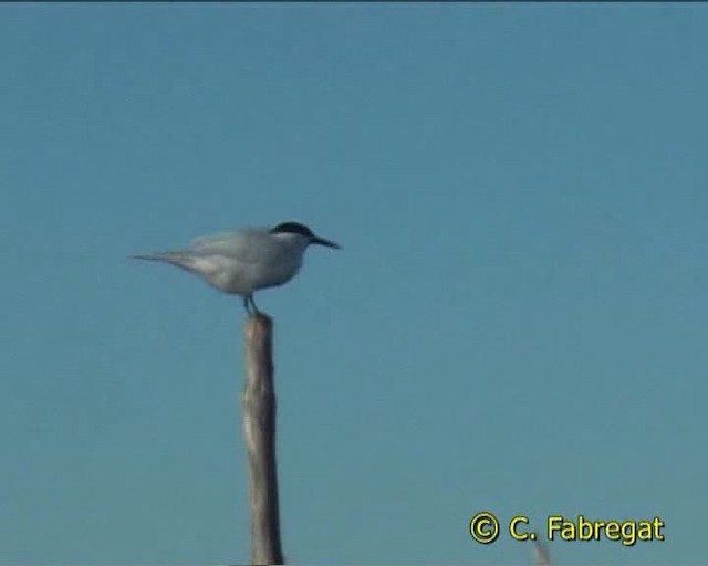 Sandwich Tern (Eurasian) - ML201852561