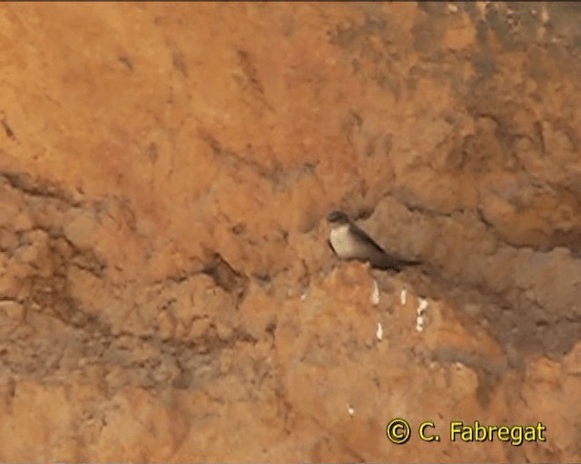 Eurasian Crag-Martin - ML201852591