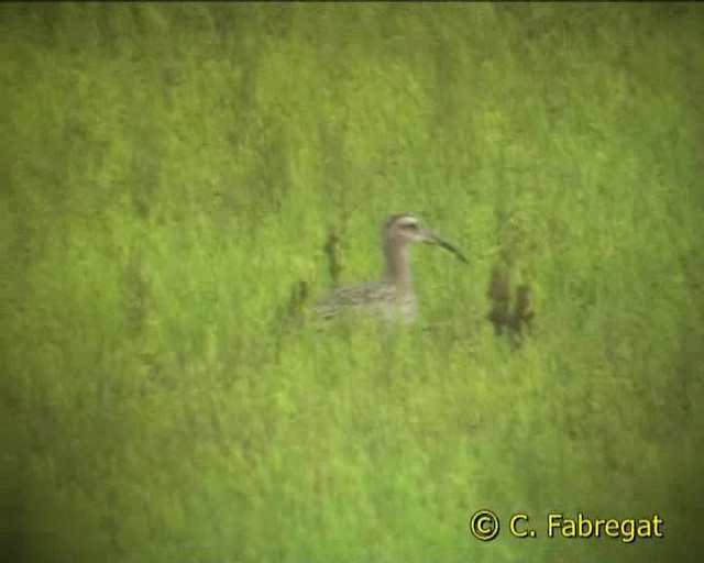 Whimbrel (European) - ML201852671