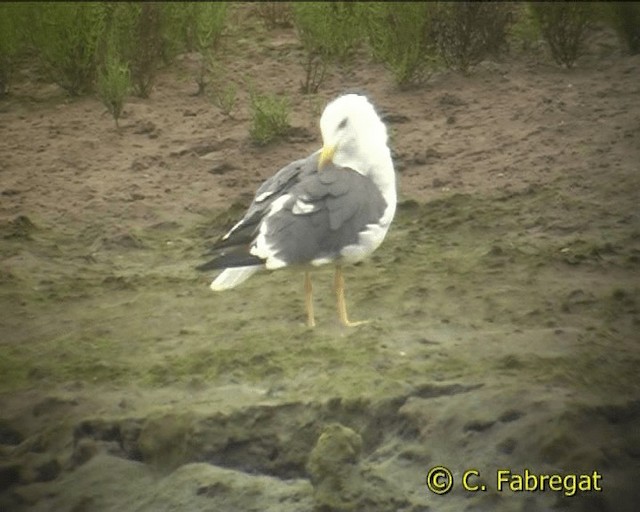 Lesser Black-backed Gull (graellsii) - ML201852691