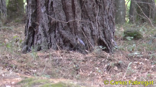 Eurasian Nuthatch (Western) - ML201852801