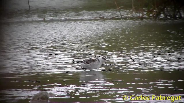 Red-necked Phalarope - ML201852831