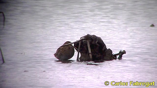 Common Snipe - ML201852951