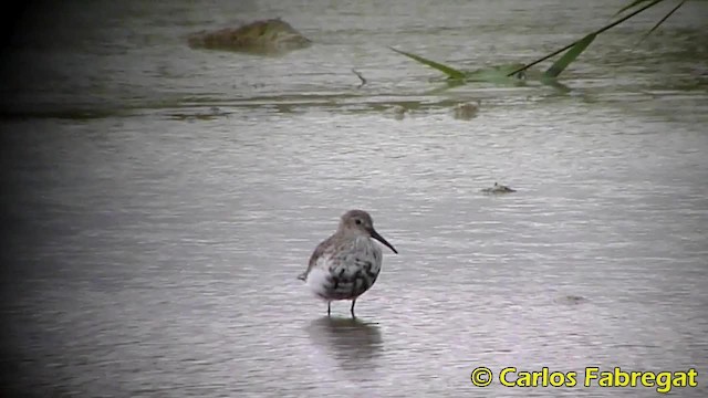 Dunlin (alpina/centralis) - ML201852971