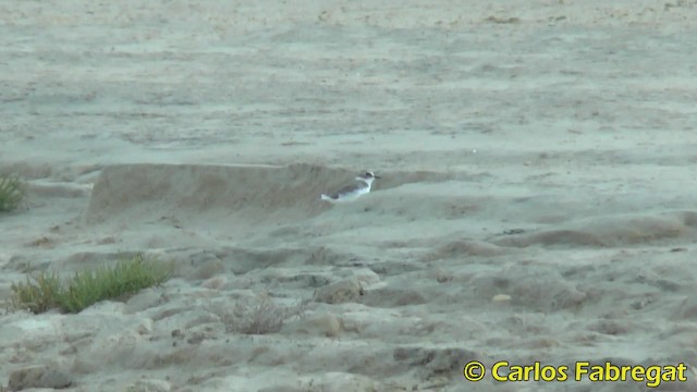 Kentish Plover (Kentish) - ML201853021