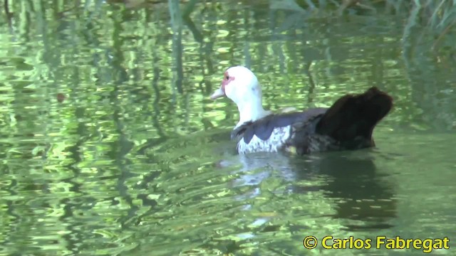 Muscovy Duck (Domestic type) - ML201853031