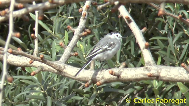White Wagtail (White-faced) - ML201853041