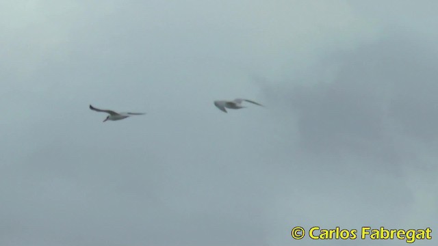 Caspian Tern - ML201853051