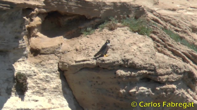 Peregrine Falcon (Mediterranean) - ML201853211