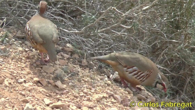 Red-legged Partridge - ML201853221