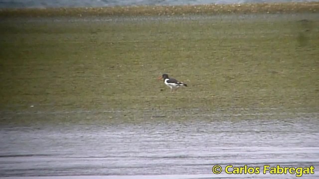 Eurasian Oystercatcher (Western) - ML201853331