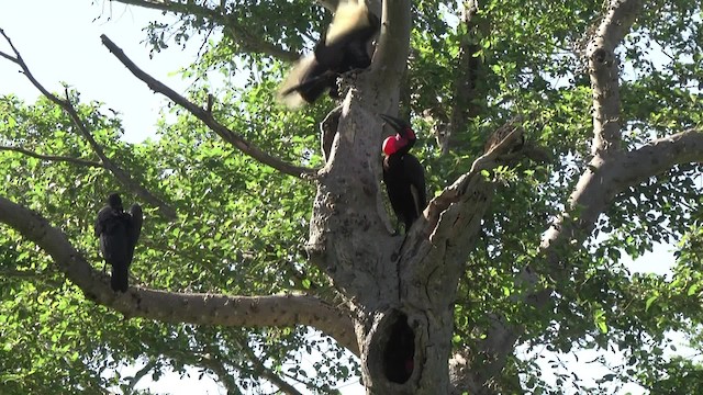 Southern Ground-Hornbill - ML201854281