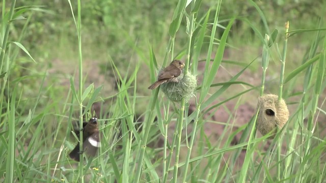 Grosbeak Weaver - ML201854361