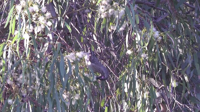 Red Wattlebird - ML201854371