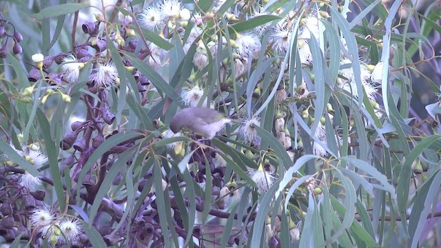 Brown Honeyeater - ML201854381