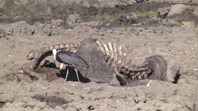 Cigüeña Lanuda Africana - ML201854391