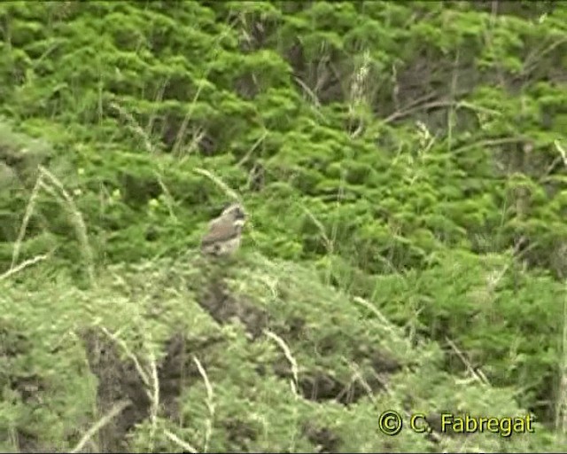 Spectacled Warbler - ML201854691