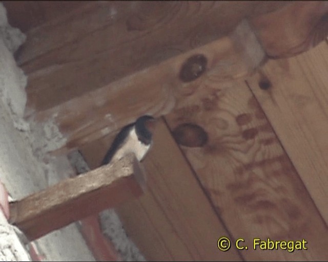 Barn Swallow (White-bellied) - ML201854701