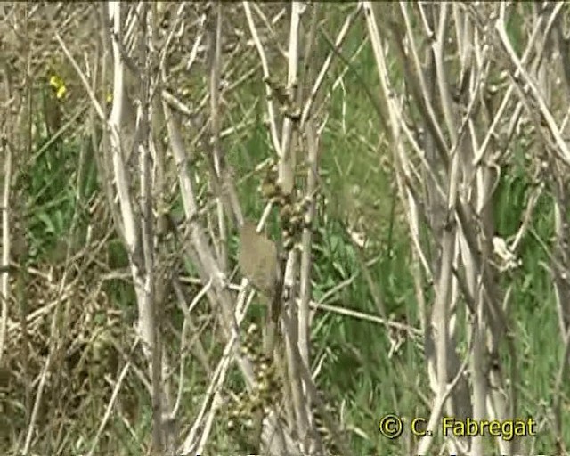 Mosquitero Común (grupo collybita) - ML201854911