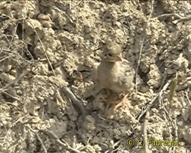 Red-legged Partridge - ML201854991