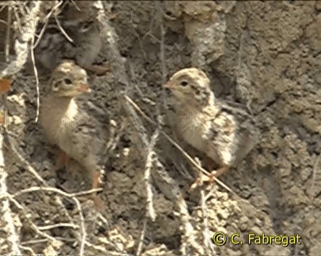 Red-legged Partridge - ML201855001