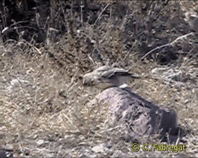 Crested Lark - ML201855061