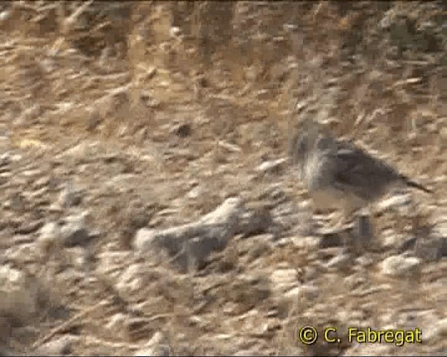 Crested Lark - ML201855071