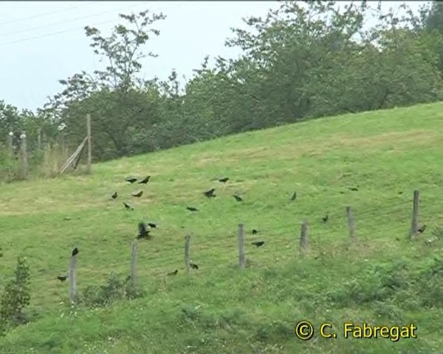 Yellow-billed Chough - ML201855201