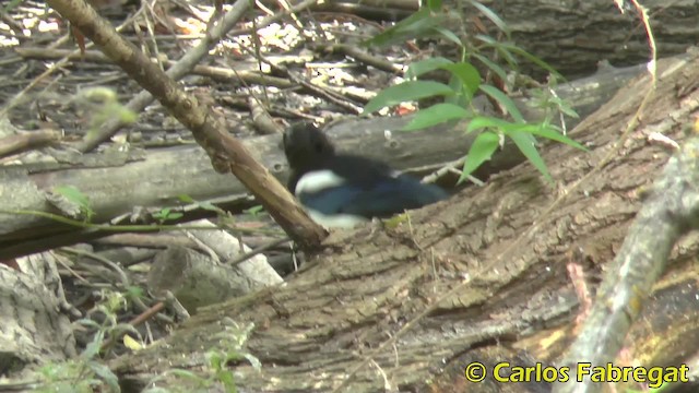 Eurasian Magpie (Iberian) - ML201855521