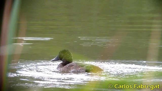 Common Pochard - ML201855551