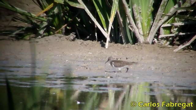 Common Sandpiper - ML201855561