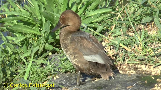 צולל חלודי - ML201855731